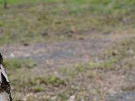 Field_Target_PJBRC_2017_Russ (112 of 126)
