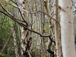 Field_Target_PJBRC_2017_Russ (30 of 126)