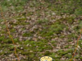 Field_Target_PJBRC_2017_Russ (45 of 126)
