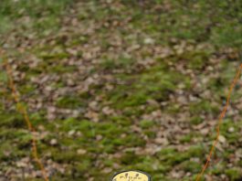 Field_Target_PJBRC_2017_Russ (46 of 126)